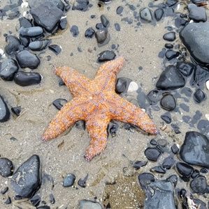 Meet your Posher, Ki